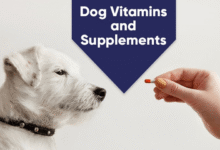 Pet Fountain Additives Are Vitamins and Flavors Safe for Pets