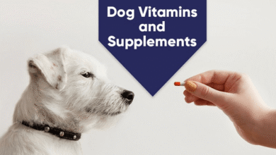 Pet Fountain Additives Are Vitamins and Flavors Safe for Pets